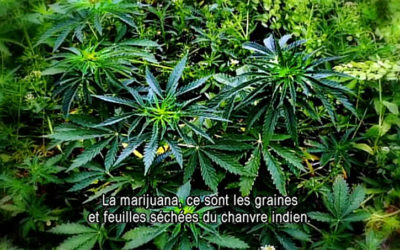 La vérité sur le cannabis